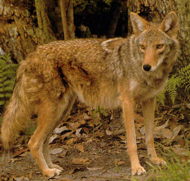     Wolf Eastern Canadian.jpg